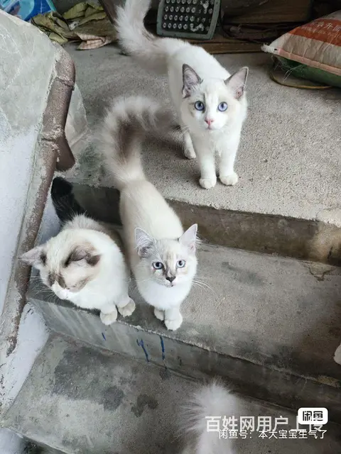 布偶猫咪 - 图片