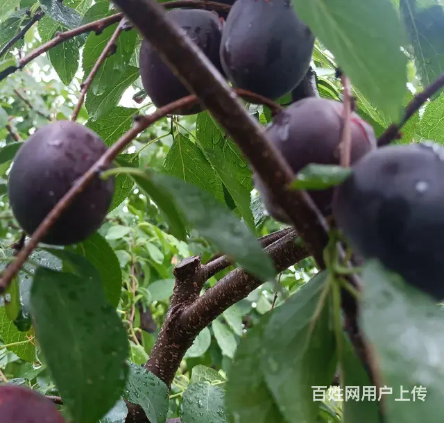 山东济宁曹妃油蟠桃苗奶油蟠桃苗紫霞油蟠桃苗油蟠晚7 - 图片 7