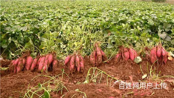 睢宁县梁集镇戚姬社区有零散十几亩土地出租 - 图片 6