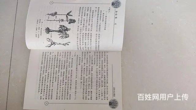 花卉无土栽培 - 图片 3