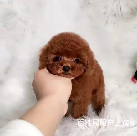 高品质 茶杯泰迪熊幼犬 玩具泰迪犬出售 - 图片 4
