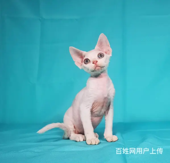 哪里有德文卷毛猫卖 德文真的不掉毛吗 多少钱一只 - 图片 2
