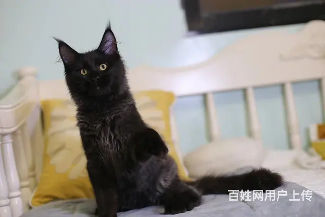 那里有好点的缅因猫卖的  缅因猫好养吗 疫苗齐全 - 图片 5