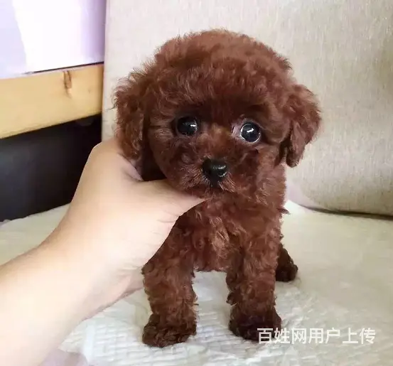 出售韩系/泰系泰迪 有玩具体/茶杯体/迷你 - 图片 2