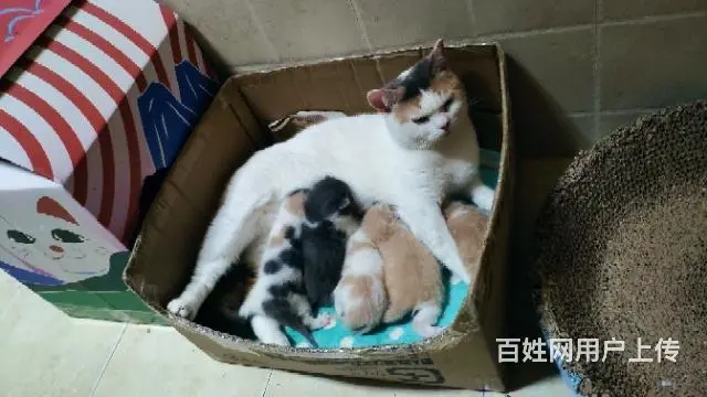 小奶猫寻铲屎官 - 图片 3