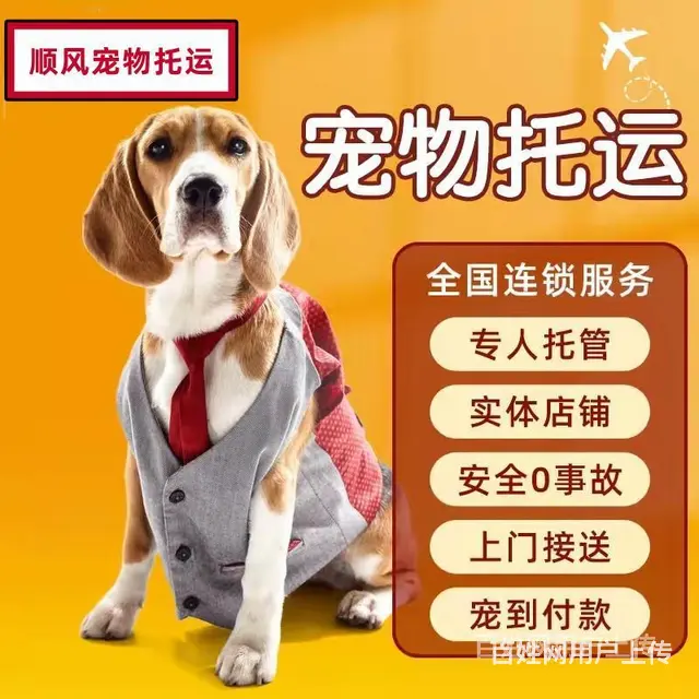 推荐）安宁市到全国）宠物托运（猫狗）邮寄快递（宠物活体运输） - 图片 3