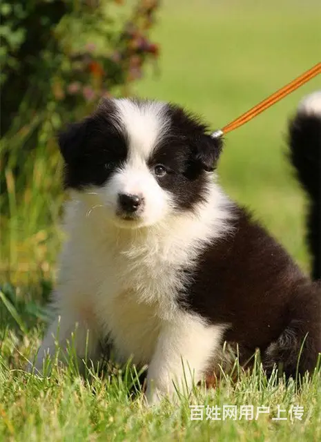 出售纯种边牧幼犬 边牧价格  边牧图片 - 图片 4