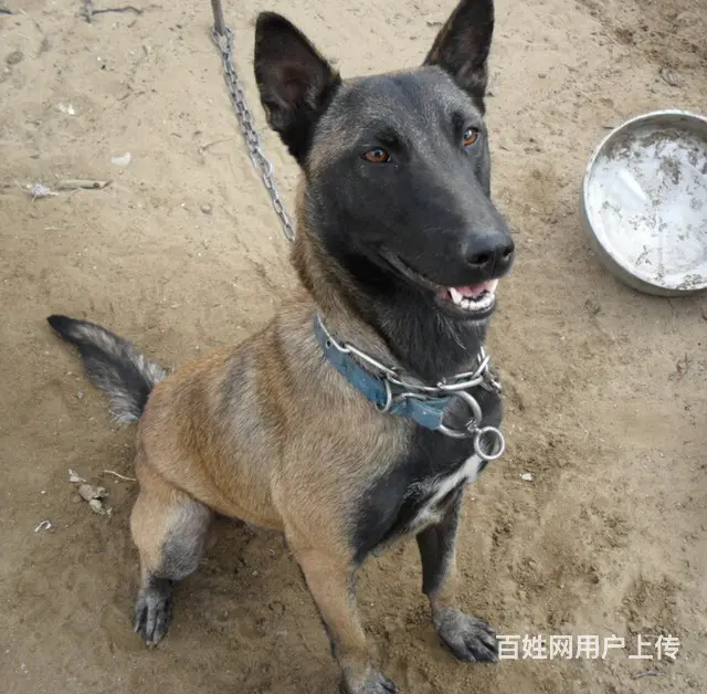 吕梁CKU认证马犬基地  马犬犬舍直销 - 图片 7