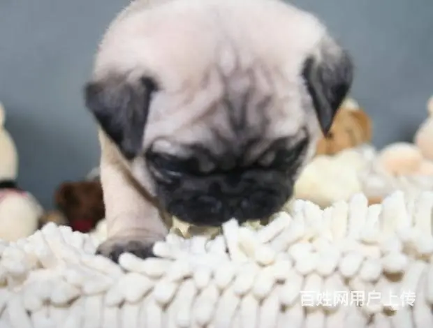 广州巴哥犬一只多少钱 实体犬舍 自家繁殖保健康 - 图片 6