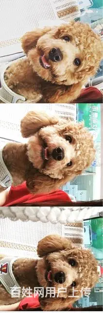 寻爱犬本人学生党找到狗我给予1000元积蓄 - 图片 3