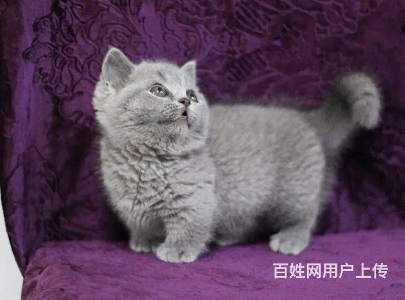 湖州自家繁殖蓝猫大包子 五短身 活泼可爱 - 图片 2