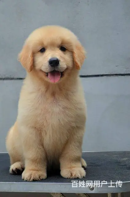可爱金毛幼犬 保纯种 三针疫苗齐全 健康血统有保障 - 图片 3