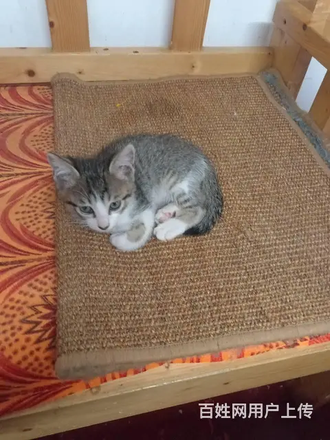 新来两只漂亮可爱的小猫咪 - 图片 2