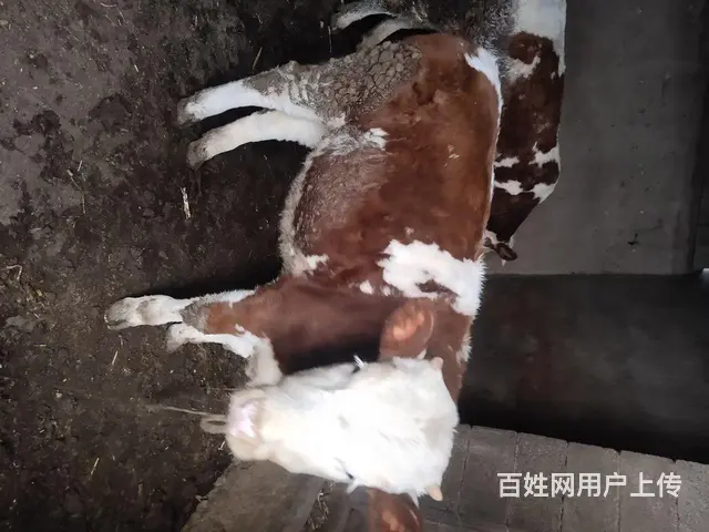 家里喂养的牛犊出售 - 图片 2
