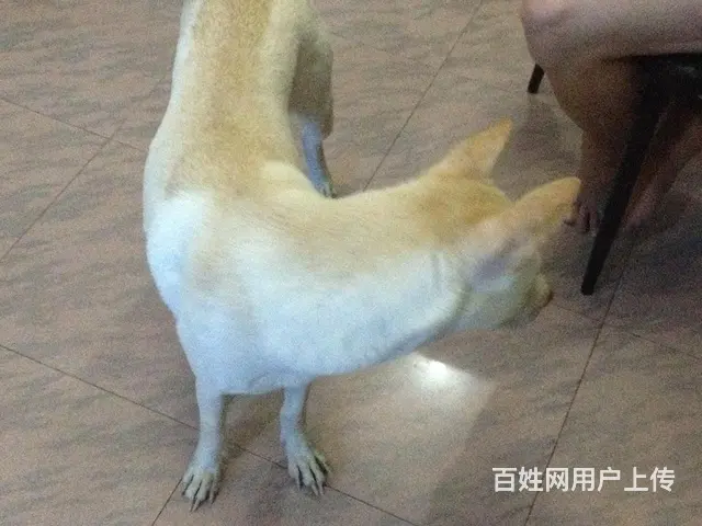 钟厝洋附近寻黄色土狗，有收留者重金酬谢 - 图片 5