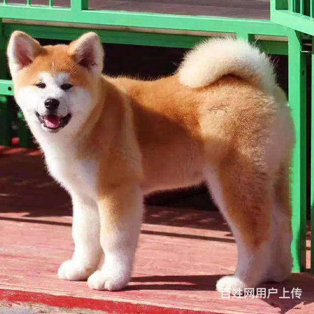 出售赛级日系秋田幼犬-高品质-纯种健康 - 图片 4