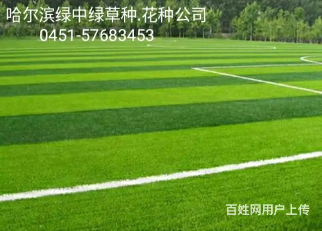 草种批发销售_绿化草种_护坡草种_5天发芽 - 图片 2