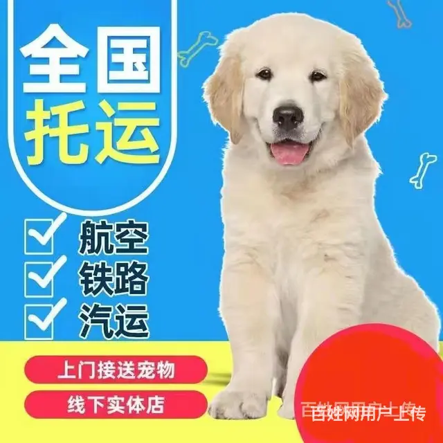 丽水龙泉托运宠物 （猫狗活体运输）快递至全国各地 - 图片 2