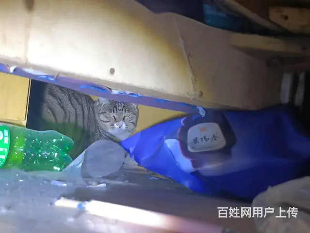 猫咪走丢有什么方法可以找回找猫团队真的能找到吗 - 图片 7