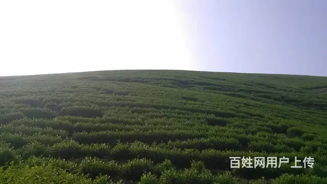 长兴洪桥优质茶叶山转让 - 图片 3