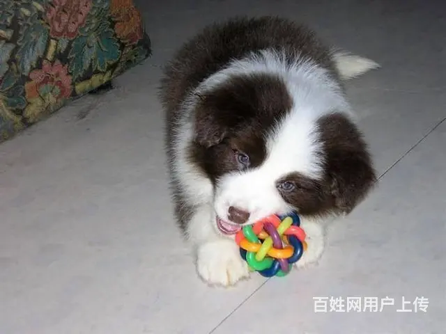 边境牧羊犬 黑白色边牧价格 纯种边牧犬多少钱 - 图片 6