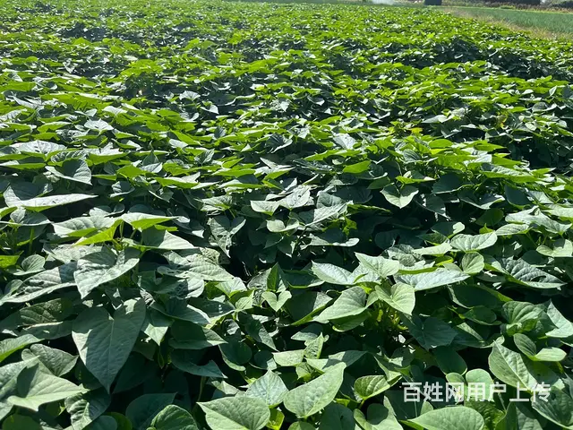 广州白云区食堂蔬菜一站式配送服务，冷链新鲜直达 - 图片 2