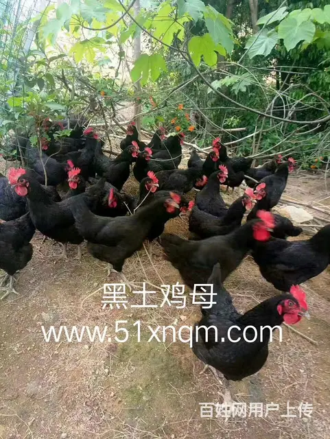 新宁禽苗批发部 - 图片 7