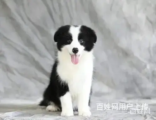 边牧哪里能买到边牧多少钱边牧哪里有 - 图片 8