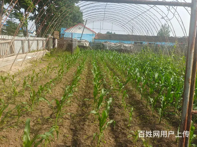 红旗林场主道边小院急卖 - 图片 5