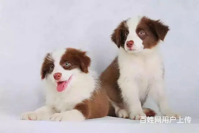辽阳上哪里买边牧比较好，上哪里可以买到边牧 - 图片 11