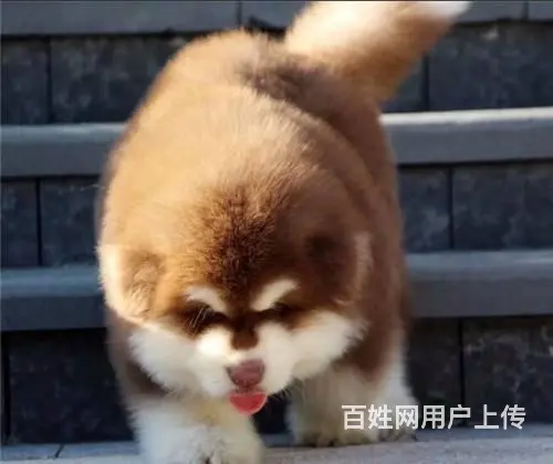 长春出售纯种大骨架巨型阿拉斯加犬 阿拉斯加犬图片 - 图片 1