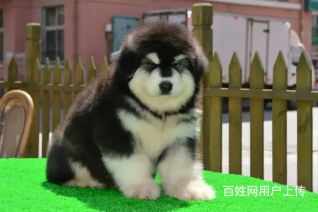 出售阿拉斯加犬 出售红色灰色黑色阿拉斯加 - 图片 7