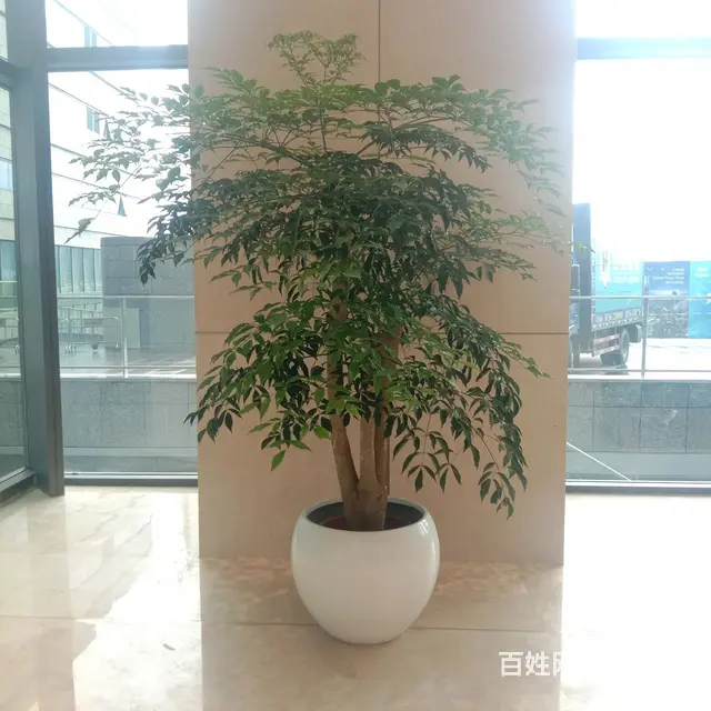 珠海绿植租赁服务 - 图片 2