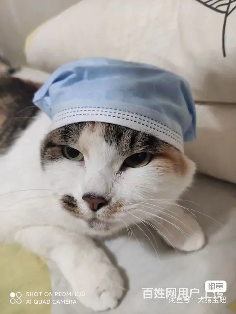 家庭寄养散养猫咪 - 图片 2