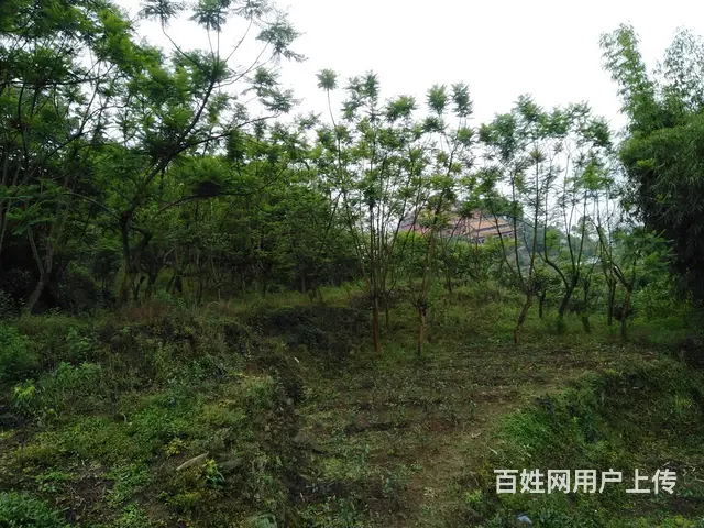 蓝花楹~树木出售 - 图片 5
