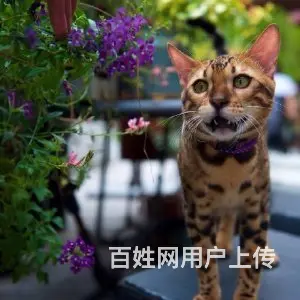 哪里有孟加拉豹猫卖的  孟加拉豹猫买卖 - 图片 4