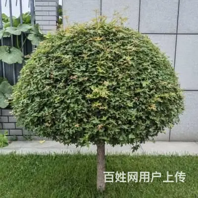 园林绿化施工，附近草坪，园林，绿化工程，红豆杉，土 - 图片 2