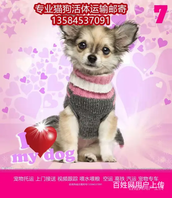 日喀则 宠物托运（猫狗柴犬）邮寄快递2022（宠物活体运输) - 图片 8