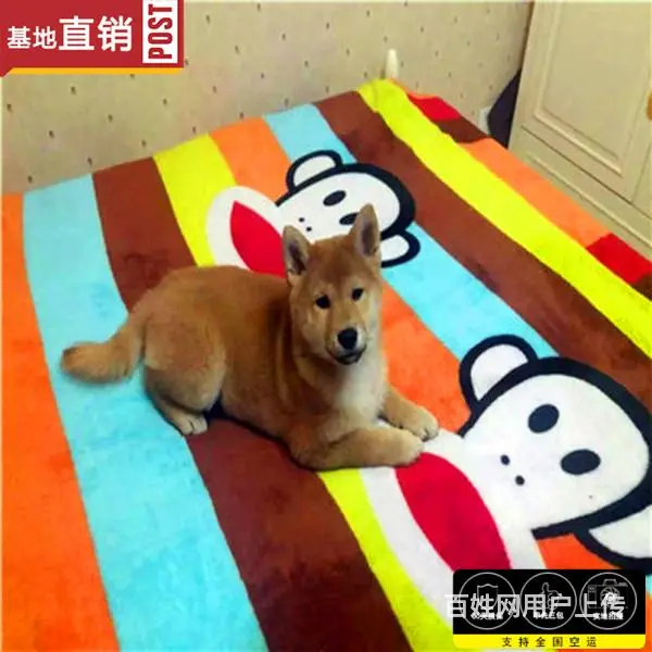 崇左哪里有卖柴犬宠物狗 柴犬宠物店在哪 - 图片 5