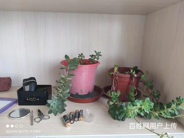 适合陪读的房子 - 图片 4