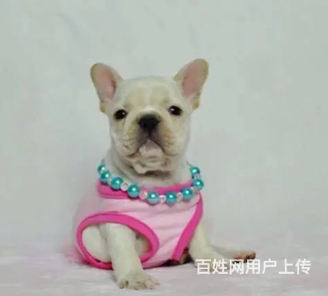 纯种赛级法国斗牛犬 证品质健康 颜色齐全 - 图片 3