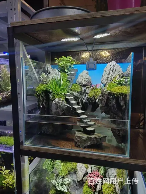 鱼缸定制，鱼池设计建造 - 图片 5