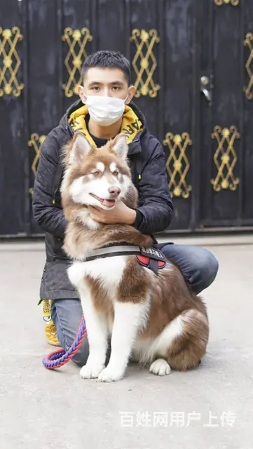 【搞定了！】免费领养阿拉斯加雪橇犬6个月犬五联驱虫洗澡可送上 - 图片 2