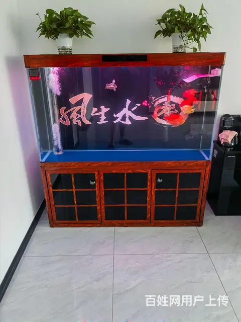 鱼缸 - 图片 2