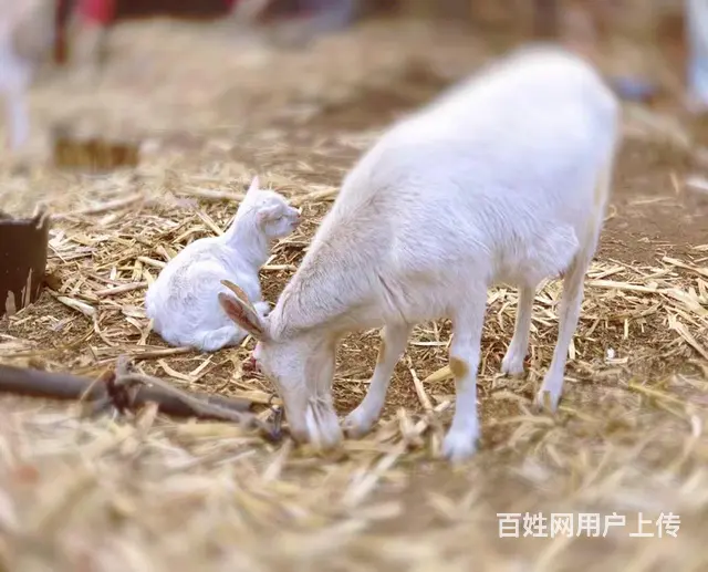 出售家庭饲养纯绿色公羊，肉肥绿色健康，详情 - 图片 4