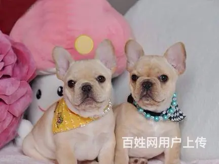北京本地出售法国斗牛犬 纯种法国斗牛犬 法牛幼犬 - 图片 3