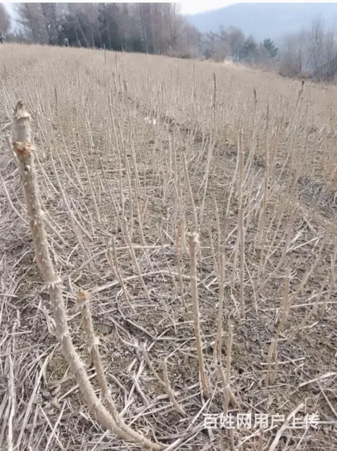 刺嫩芽苗升麻苗白鲜皮苗 - 图片 1
