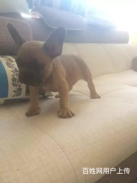 精品法国斗牛犬,多只可选,疫苗齐全,可上门选狗 - 图片 3