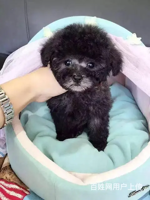 纯种泰迪 玩具贵宾犬 茶杯泰迪犬 泰迪熊幼犬 - 图片 9