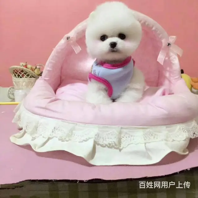 哪里有卖博美价格多少博美多少钱俊介博美精品博美 - 图片 1